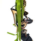 Dsquared2 "Evil Eye" Sandals S/S 2017 - EU39|UK6|US8